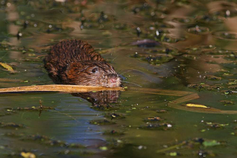 Water Vole